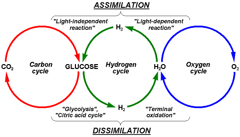 Carbon, Hydrogen, Oygen cycle