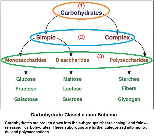 Three tiered carbohydrate illustration