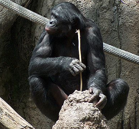 Chimpanzee fishing for insects