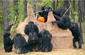 Socialized gathering of chimps with individualized fishing techniques