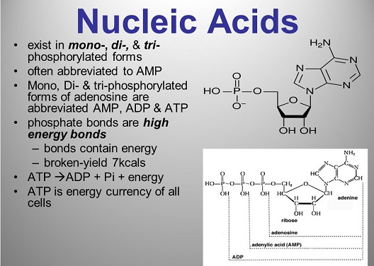 Nucleic acids in mono, di, tri forms