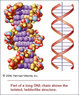 Helical twist to DNA strand
