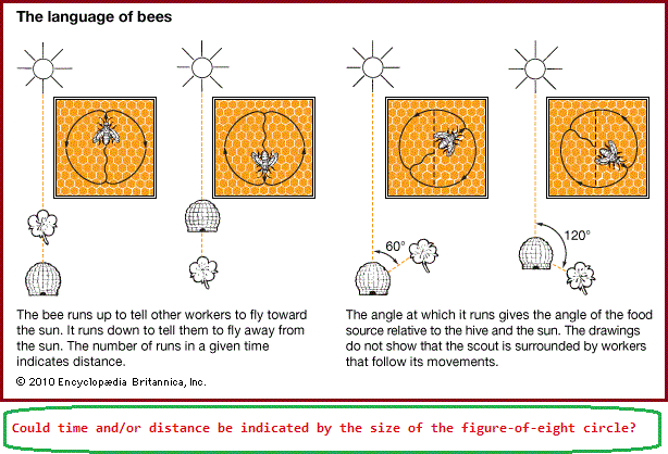 Honey bee dance image 1