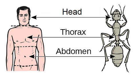 Head, thorax, abdomen of an insect and human