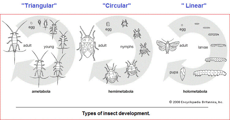 Three forms of insect development
