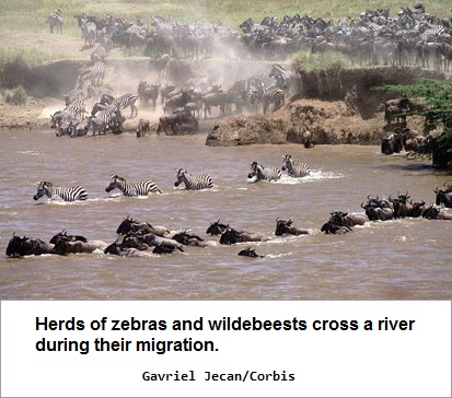 Migrating animals crossing a stream