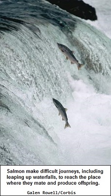 Migrating Salmon swimming up-stream
