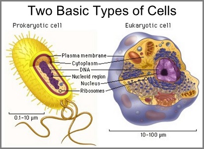 Two types of cells perspective
