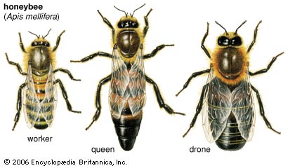 3 classes of honeybees
