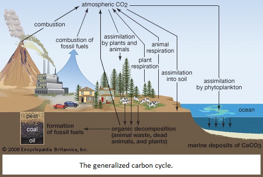 Generalized Carbon Cycle