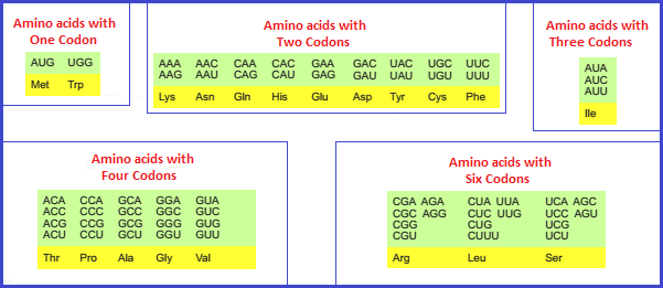 Amino acid codon counts